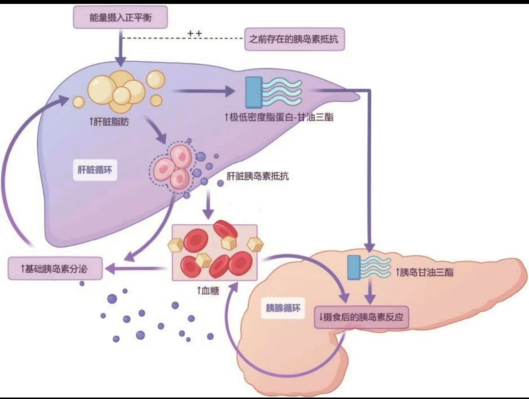 脂肪肝為什么會導致胰島素抵抗？_1_健康喵喵_來自小紅書網頁版.jpg